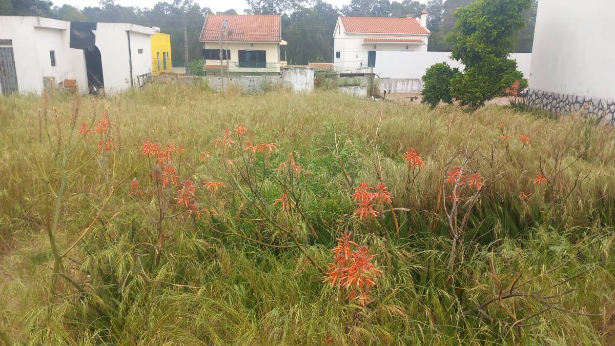 Luiz - Sesimbra - Lawn Mowing and Trimming