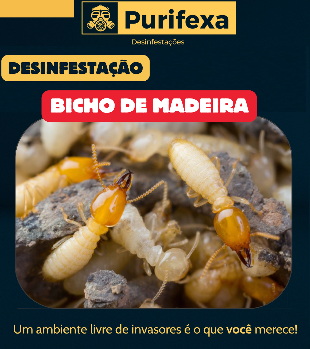Purifexa - Odivelas - Extermínio de Percevejos