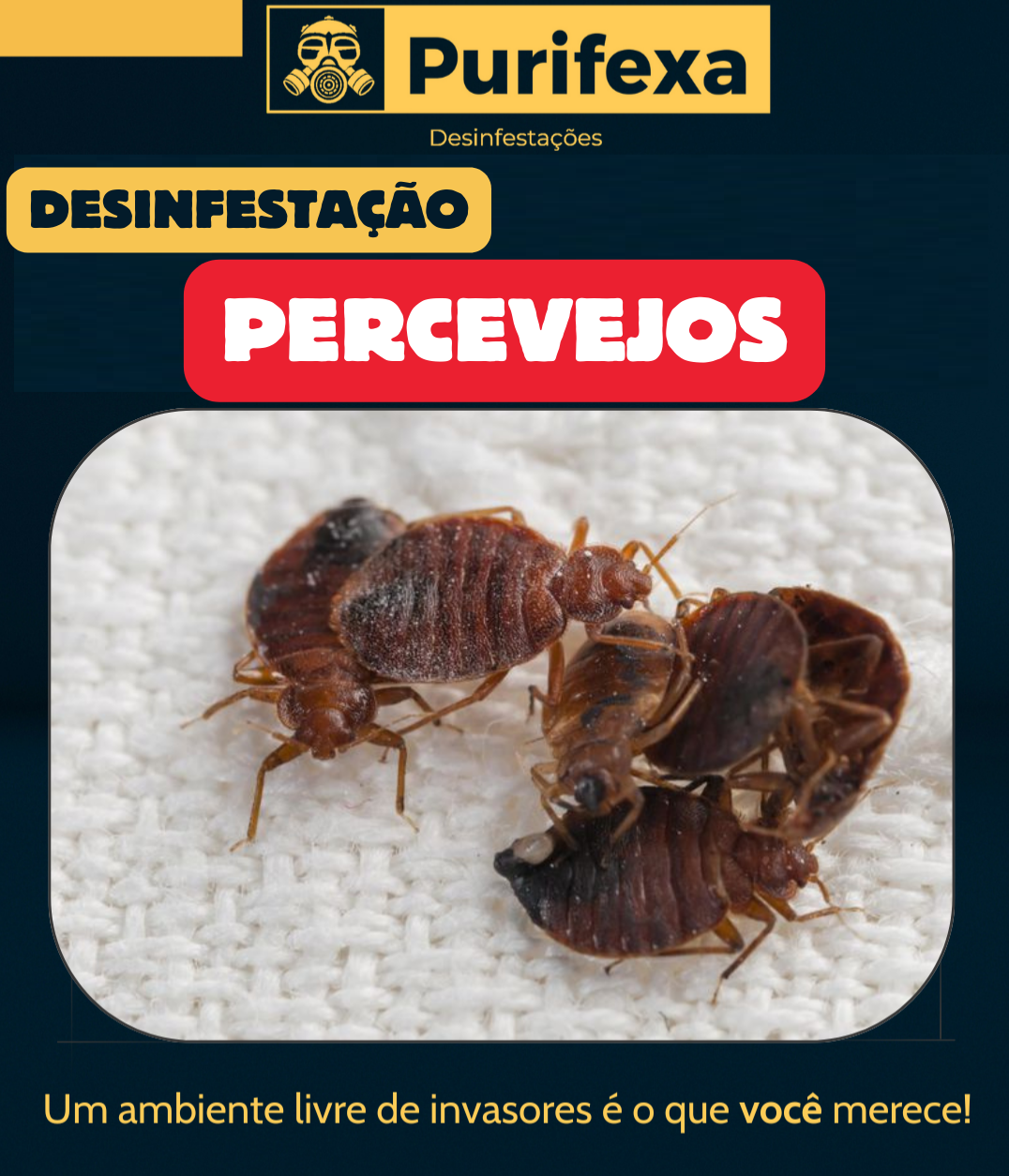 Purifexa - Odivelas - Controlo de Pragas