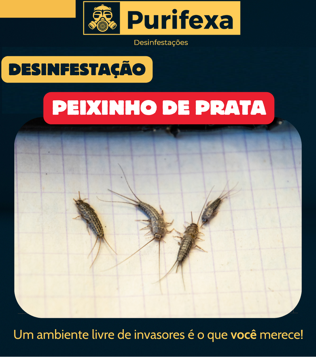 Purifexa - Odivelas - Empresas de Desinfestação
