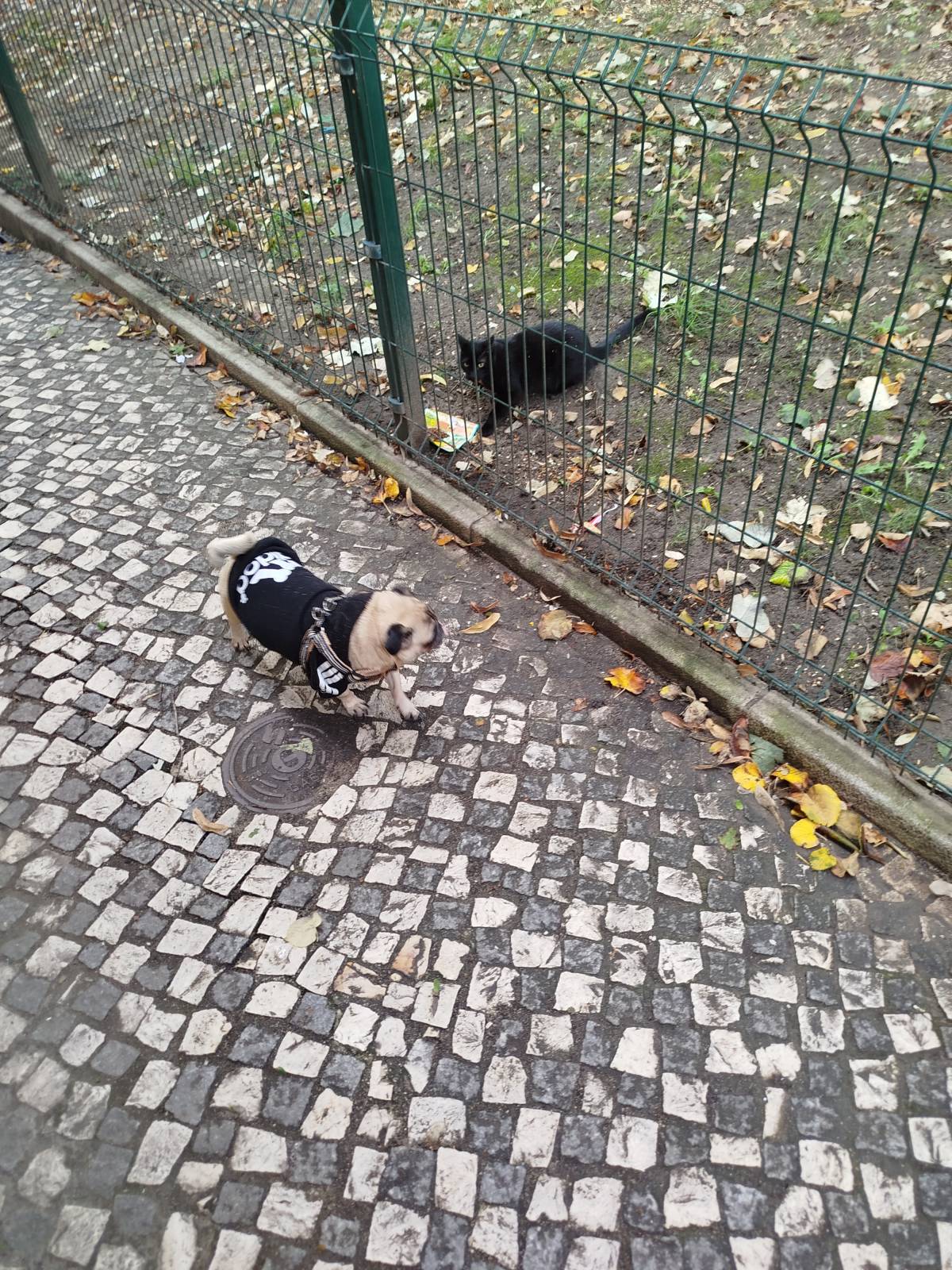 Rafa&Animais - Lisboa - Pet Sitting
