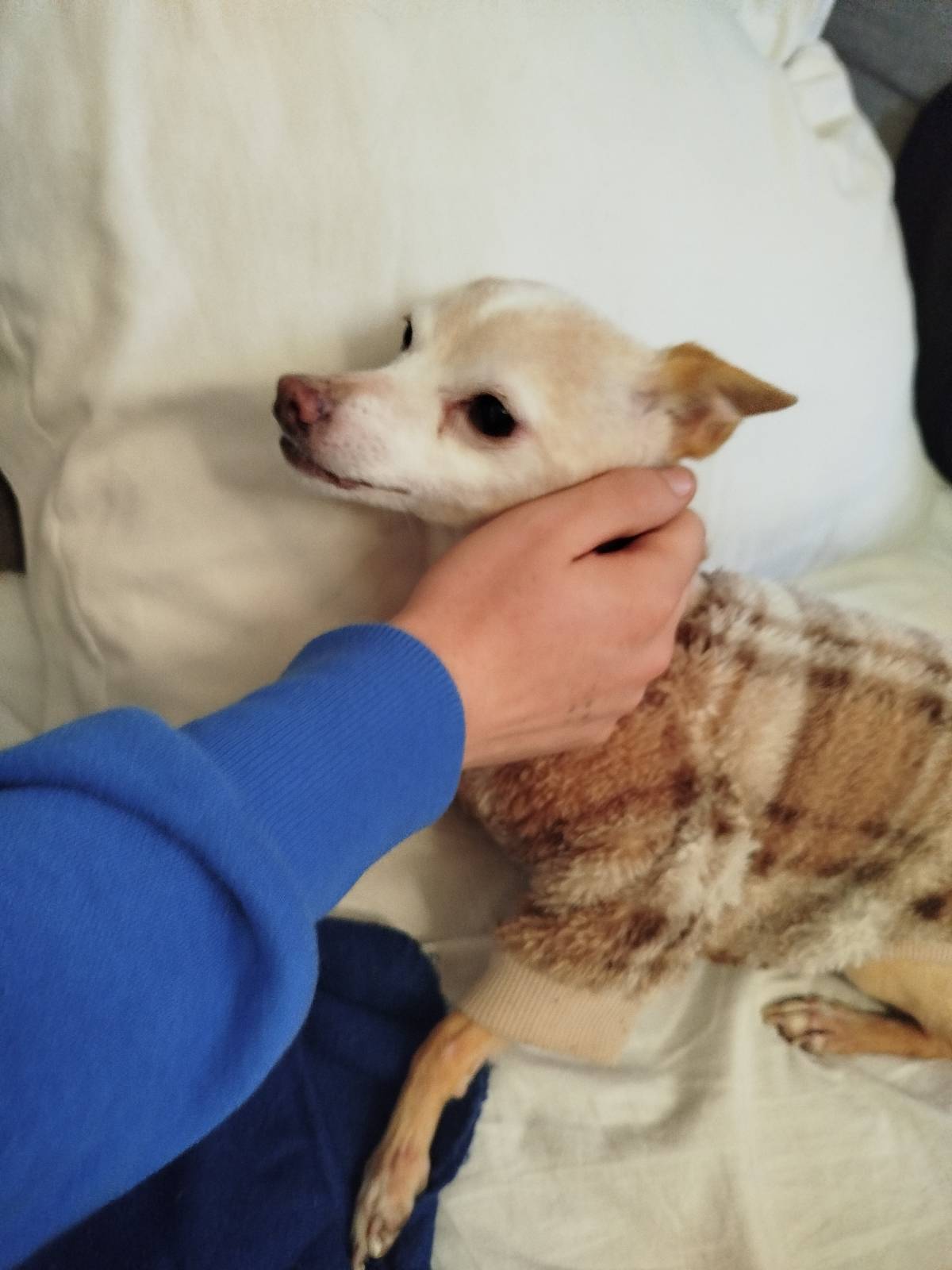 Rafa&Animais - Lisboa - Dog Sitting