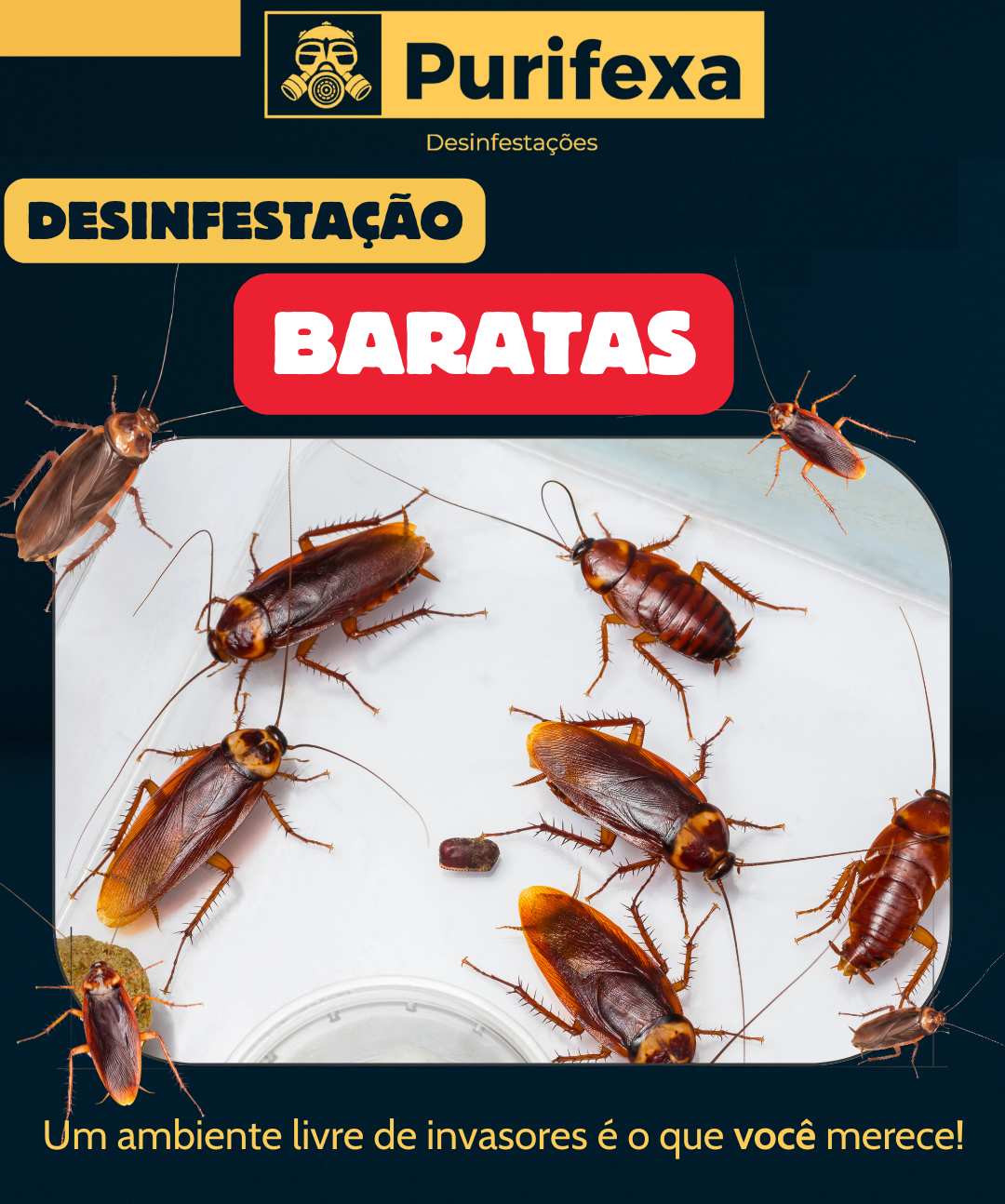 Purifexa - Odivelas - Empresas de Desinfestação