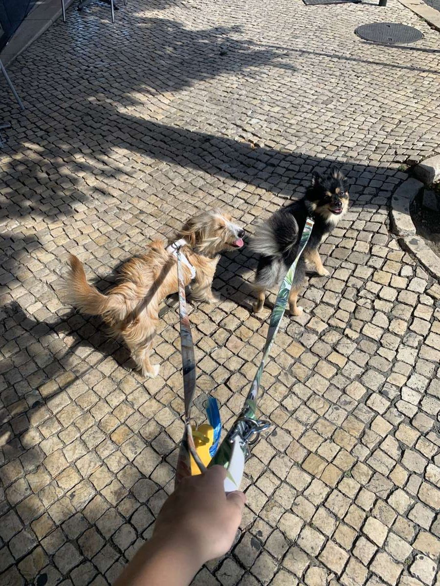 Márcia Silva - Lisboa - Garde d'animaux
