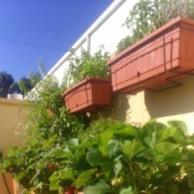 Figueiras-Garden Solutions - Póvoa de Varzim - Plantação de Arbustos