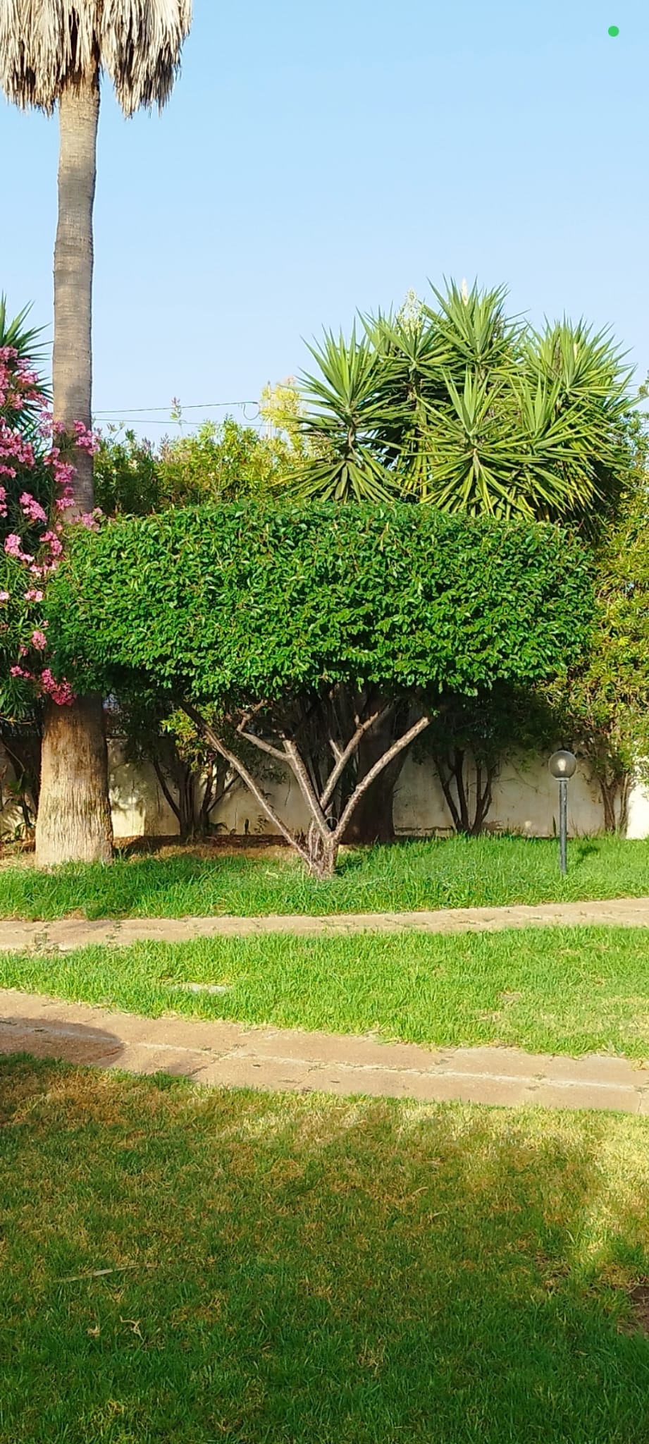 TiagoCorreia Home Solutions - Loulé - Élagage et entretien des arbres
