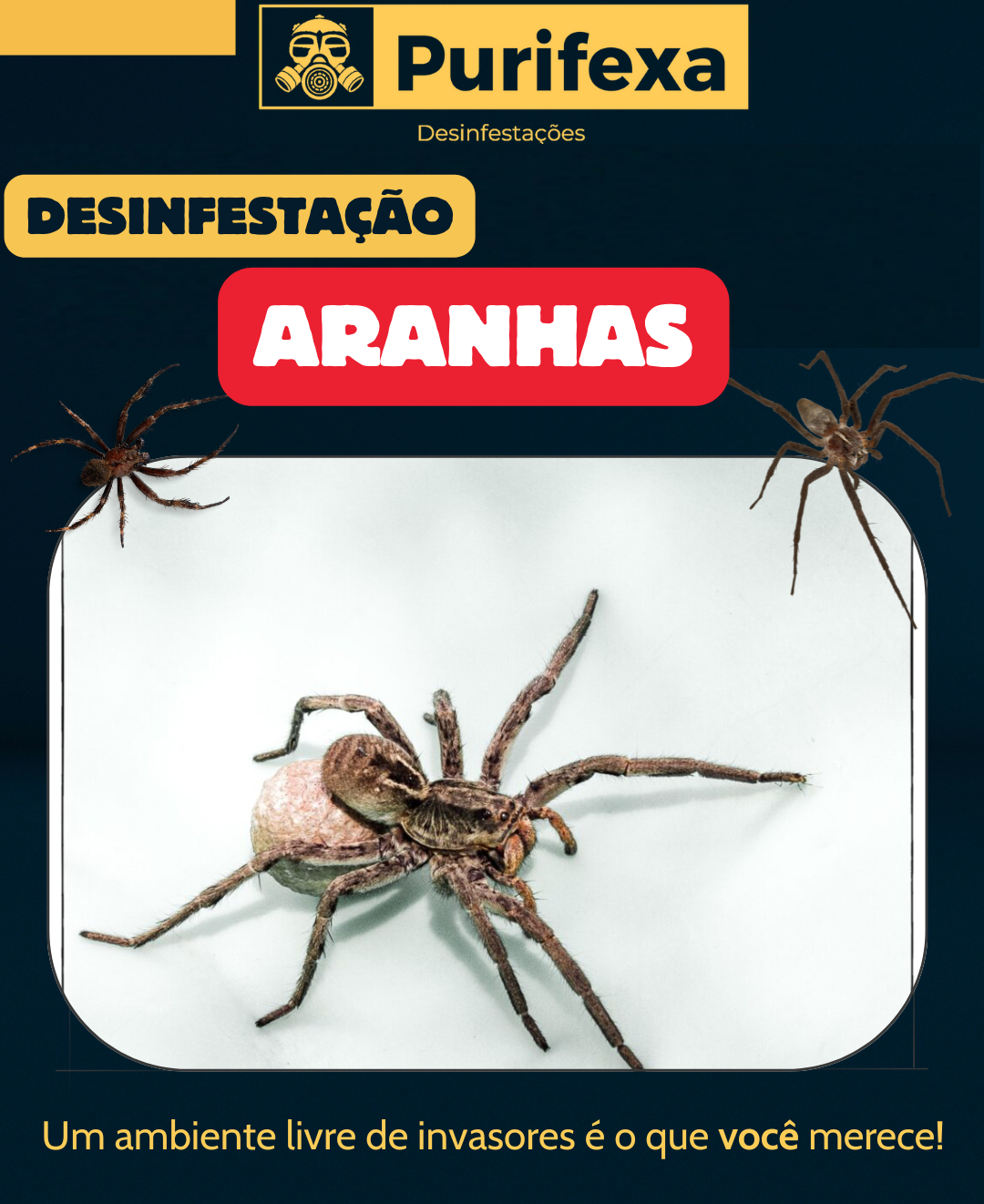 Purifexa - Odivelas - Desbaratização