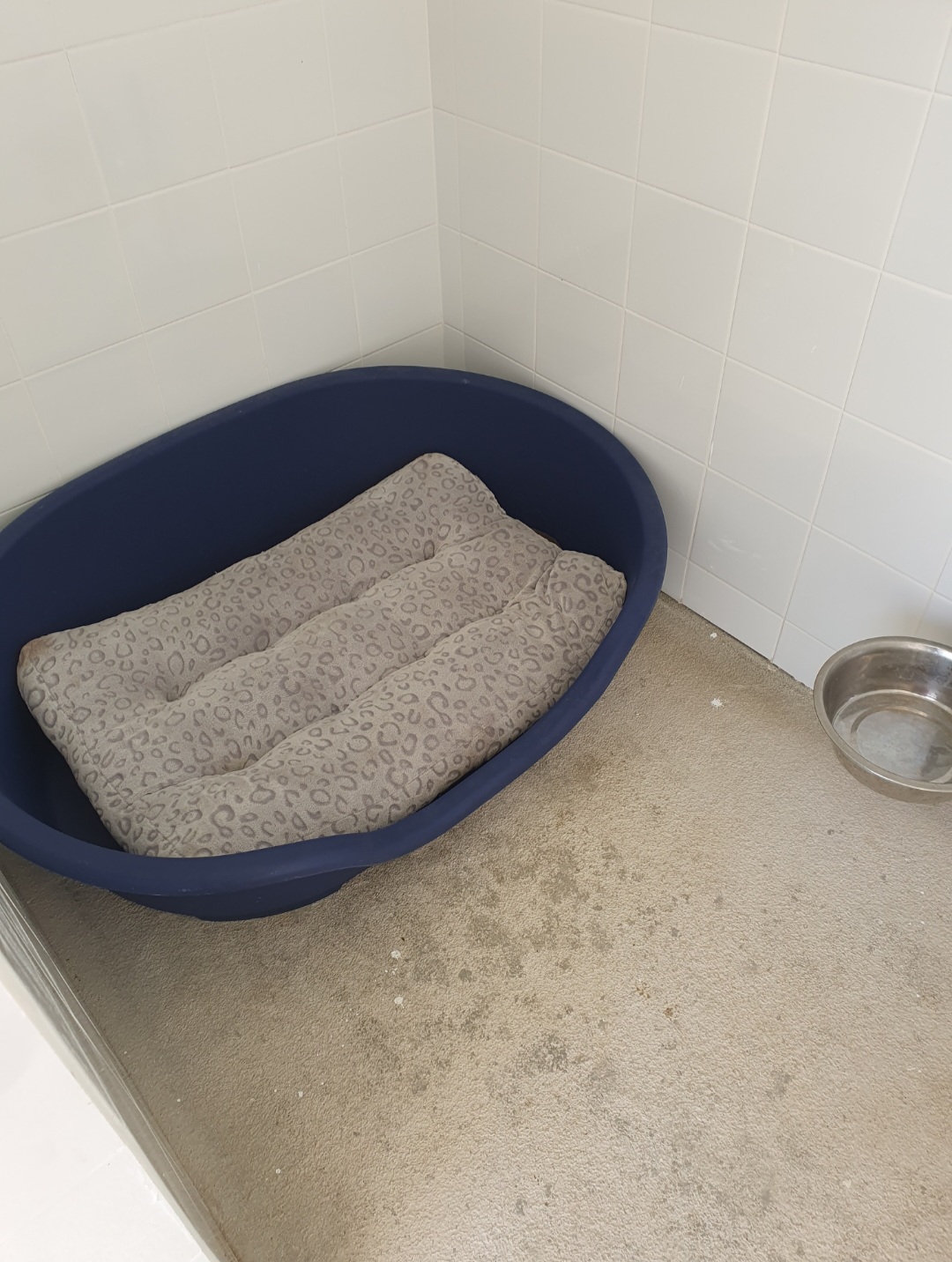 Hotel Canino Lareão em Constância - Constância - Hotel de Animais de Estimação