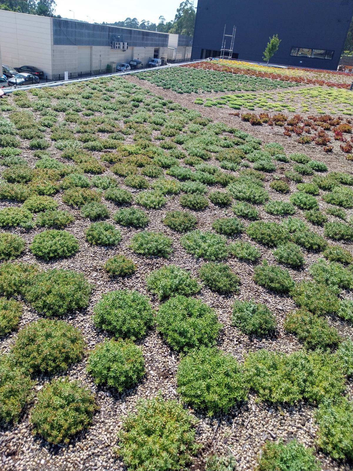Figueiras-Garden Solutions - Póvoa de Varzim - Edging