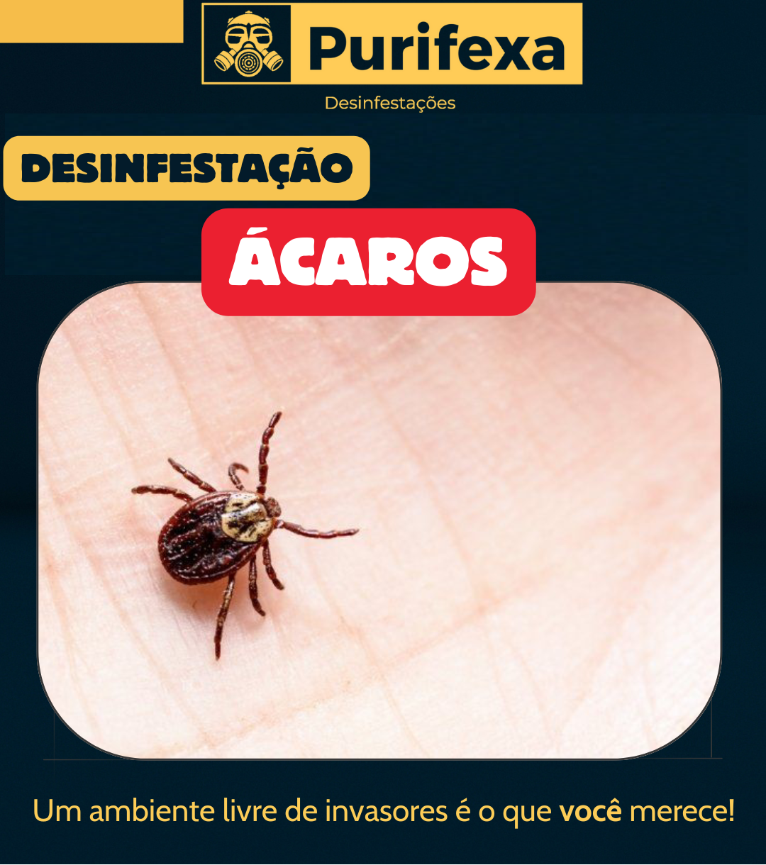 Purifexa - Odivelas - Extermínio de Percevejos
