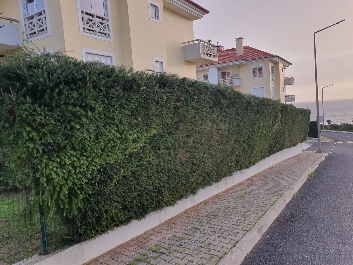 Zé Jardins - Lisboa - Remoção de Tronco de Árvore