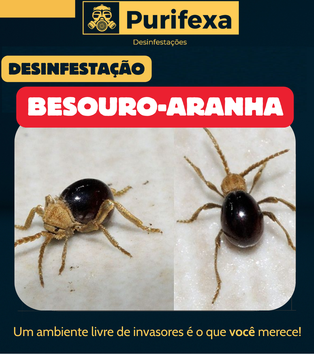 Purifexa - Odivelas - Desinfestação e Desbaratização