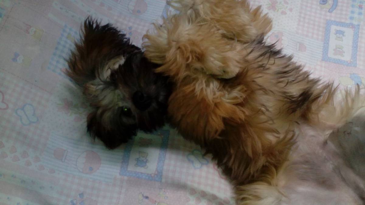 Janneth - Odivelas - Pet Care and Grooming