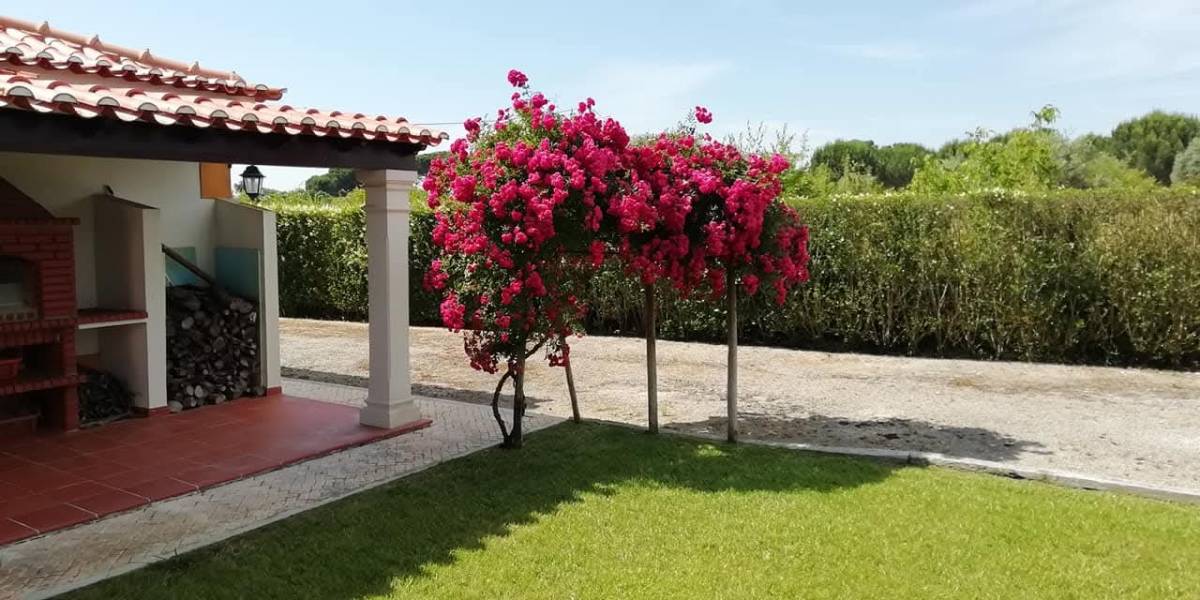 Jardinagens Martins - Santarém - Nivelación y clasificación de tierras: a gran escala (más de 4000 m2)