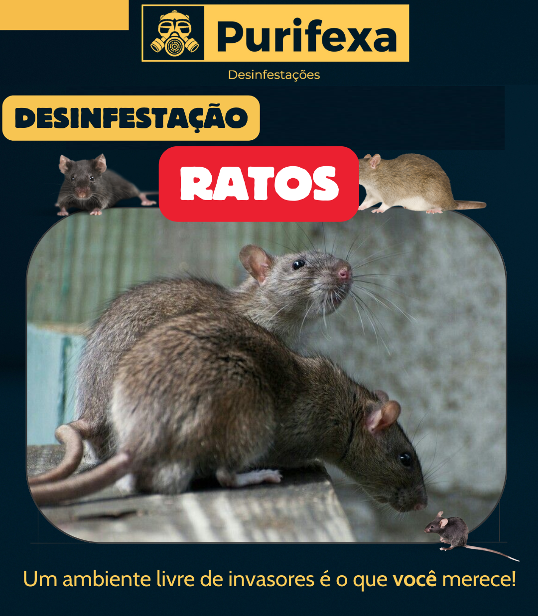 Purifexa - Odivelas - Extermínio de Percevejos
