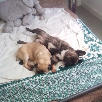 Rafa&Animais - Lisboa - Pet Sitting and Walking