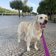 Márcia Silva - Lisboa - Garde de chiens
