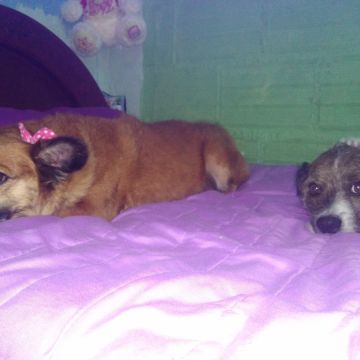 Janneth - Odivelas - Baths and Grooming for Animals