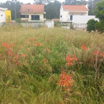 Luiz - Sesimbra - Lawn Mowing and Trimming