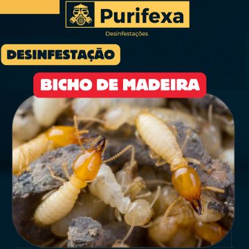 Purifexa - Odivelas - Extermínio de Percevejos