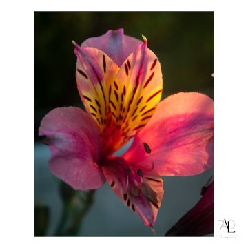 André Laranjeira Fotografia - Esposende - Fotografia de Crianças