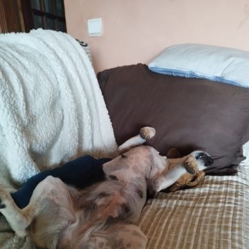 Andreia costa - Lisboa - Pet Sitting