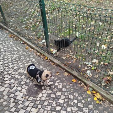 Rafa&Animais - Lisboa - Pet Sitting