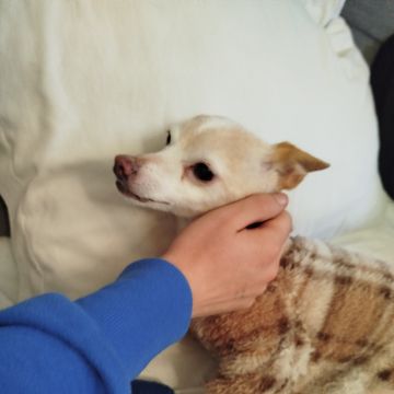 Rafa&Animais - Lisboa - Dog Sitting