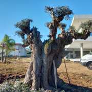 Figueiras-Garden Solutions - Póvoa de Varzim - Limpeza de Folhas (Recorrente)