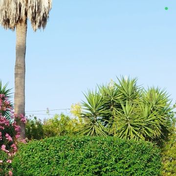 TiagoCorreia Home Solutions - Loulé - Élagage et entretien des arbres