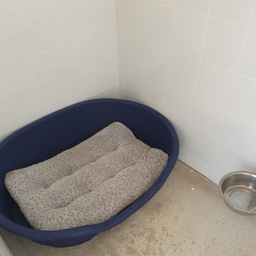 Hotel Canino Lareão em Constância - Constância - Hotel de Animais de Estimação