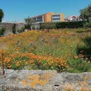 Figueiras-Garden Solutions - Póvoa de Varzim - Plantação de Arbustos
