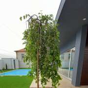 Figueiras-Garden Solutions - Póvoa de Varzim - Manutenção de Arbustos