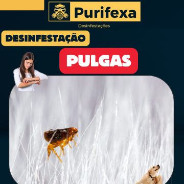 Purifexa - Odivelas - Desinfestação e Desbaratização