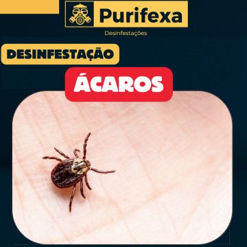 Purifexa - Odivelas - Extermínio de Percevejos