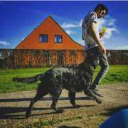Diogo Silva - Maia - Dog Walking