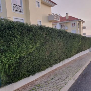 Zé Jardins - Lisboa - Remoção de Tronco de Árvore