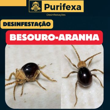 Purifexa - Odivelas - Desinfestação e Desbaratização