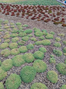 Figueiras-Garden Solutions - Póvoa de Varzim - Plant Watering and Care