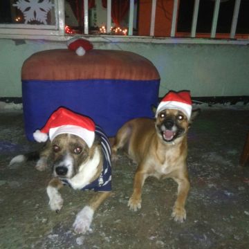 Janneth - Odivelas - Pet Care and Grooming