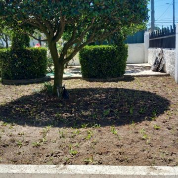 Luiz - Sesimbra - Gardening