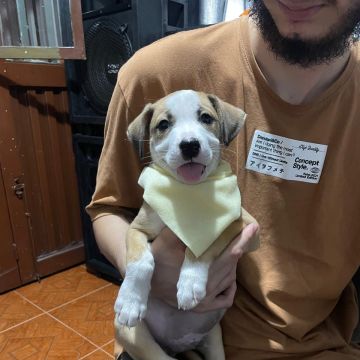 Janneth - Odivelas - Baths and Grooming for Animals