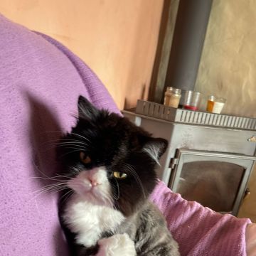 Andreia costa - Lisboa - Pet Sitting e Pet Walking