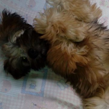 Janneth - Odivelas - Pet Care and Grooming