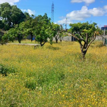 Luiz - Sesimbra - Multi Service Lawn Care