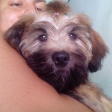 Janneth - Odivelas - Pet Care and Grooming