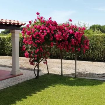 Jardinagens Martins - Santarém - Nivelación y clasificación de tierras: a gran escala (más de 4000 m2)