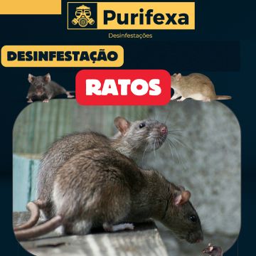 Purifexa - Odivelas - Extermínio de Percevejos