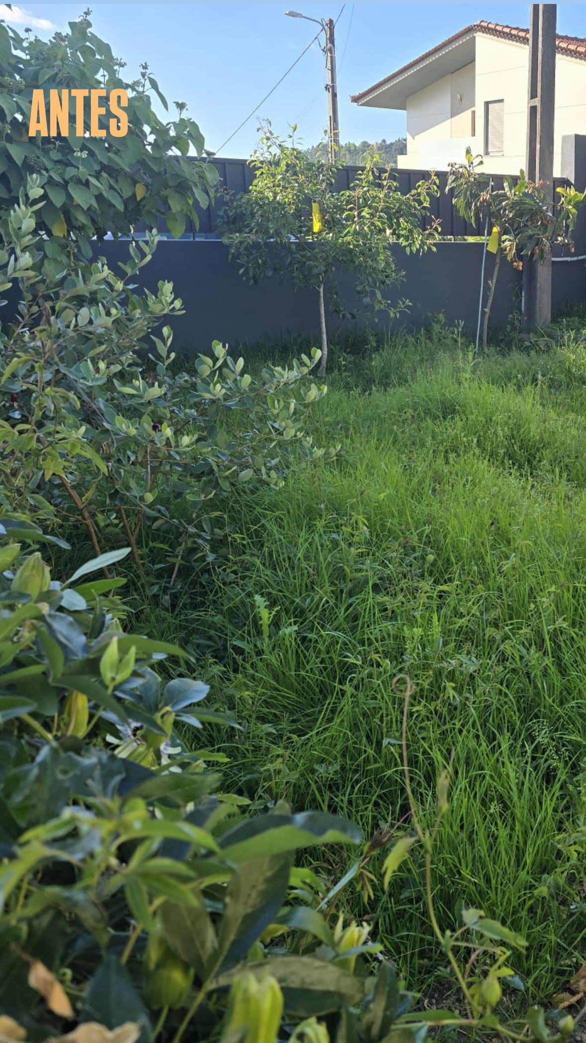 ZT jardinagem - Vila Verde - Élagage et entretien des arbres