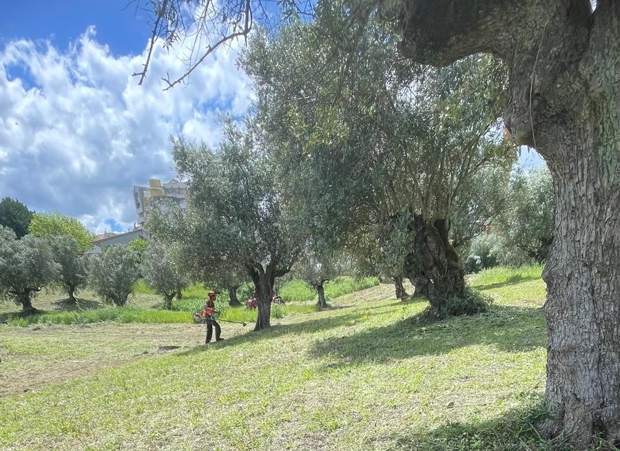 Pinhacorada- Unipessoal, Lda - Mortágua - Land Leveling and Grading - Large Scale (more than 1 acre)